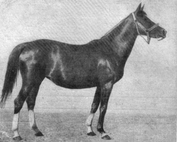 broodmare Zia xx (Thoroughbred, 1921, from Satir xx)