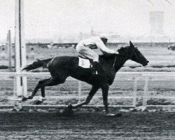 broodmare Analogitchnaya xx (Thoroughbred, 1953, from Agregat xx)