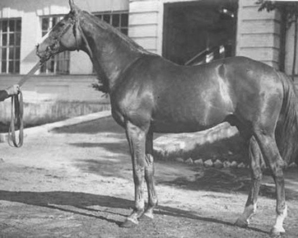 stallion Etalon Or xx (Thoroughbred, 1936, from Massine xx)