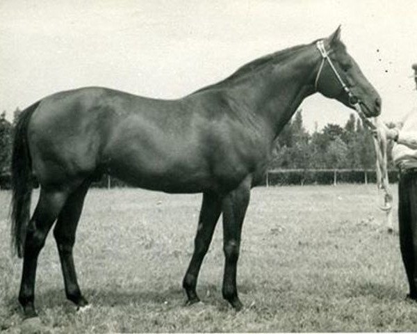 stallion Element xx (Thoroughbred, 1952, from Etalon Or xx)