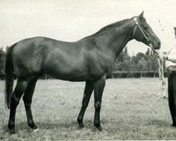 stallion Element xx (Thoroughbred, 1952, from Etalon Or xx)