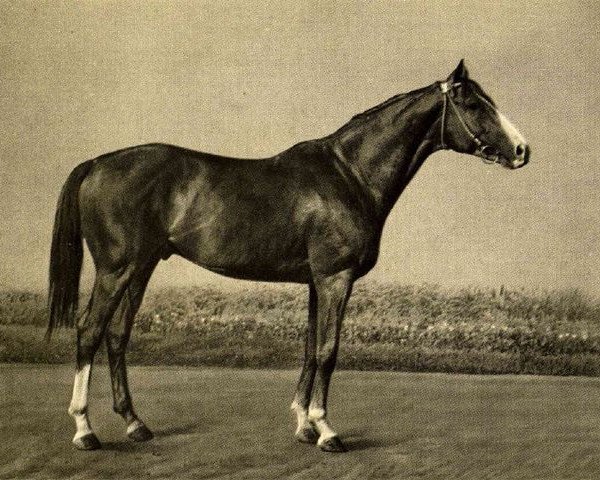 stallion Grog xx (Thoroughbred, 1946, from Granit II xx)