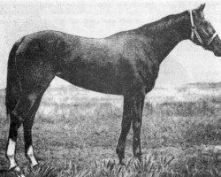 broodmare Geran xx (Thoroughbred, 1952, from Grog xx)