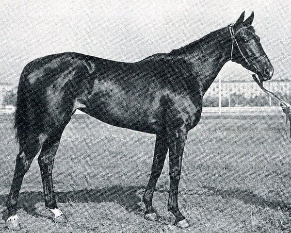 broodmare Grafirovka xx (Thoroughbred, 1959, from Faktotum xx)