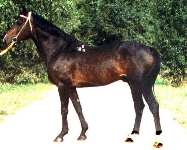 stallion Granat (Russian Trakehner, 1986, from Tantal)