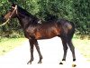 stallion Granat (Russian Trakehner, 1986, from Tantal)