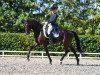 dressage horse Solano 10 (Oldenburg, 2005, from Sandro Hit)