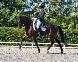 dressage horse Solano 10 (Oldenburg, 2005, from Sandro Hit)