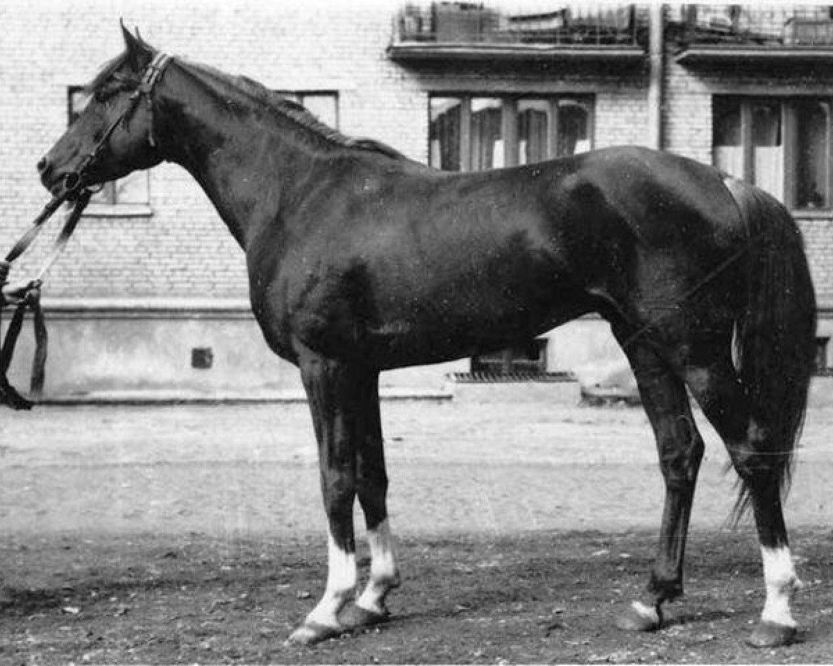stallion Sopernik ox (Arabian purebred, 1955, from Priboj 1944 ox)