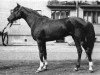 stallion Sopernik ox (Arabian thoroughbred, 1955, from Priboj 1944 ox)