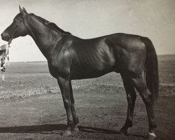 stallion Saksagan (Budyonny, 1930, from Simpatjaga xx)