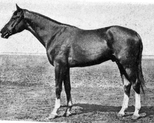 stallion Kadr (Budyonny, 1945, from Kagul)