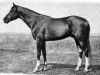 stallion Kadr (Budyonny, 1945, from Kagul)