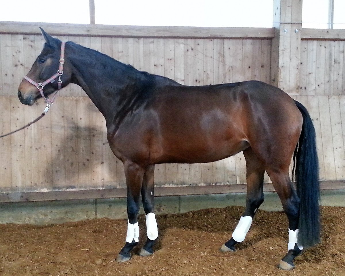 horse Dolcina 3 (Württemberger, 2013, from Decurio 3)