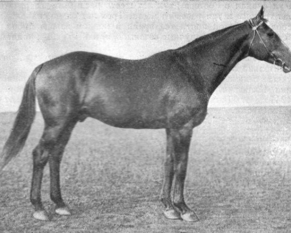 stallion Kagul (Budyonny, 1929, from Kokas xx)