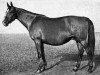 broodmare Kapriznaja (Budyonny, 1939)