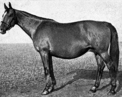broodmare Kapriznaja (Budyonny, 1939)