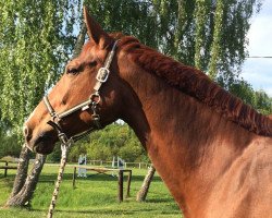 broodmare Cataluna (German Sport Horse, 2004, from Carpe noctem)