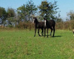 Pferd Diablo & Apollo (Polnisches Kaltblut,  )