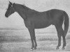 stallion Simpatjaga xx (Thoroughbred, 1916, from Saltpetre xx)