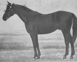 stallion Simpatjaga xx (Thoroughbred, 1916, from Saltpetre xx)