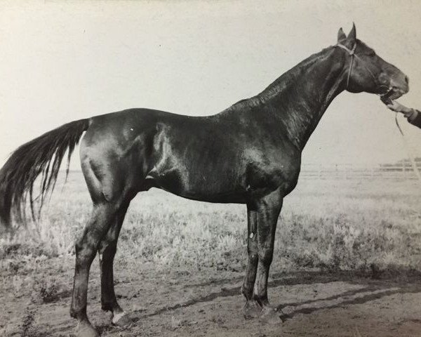 stallion Svod 161/84 SOV (Budyonny, 1933, from Simpatjaga xx)