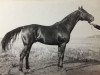 stallion Svod 161/84 SOV (Budyonny, 1933, from Simpatjaga xx)