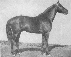 stallion Sbit (Budyonny, 1946, from Svod 161/84 SOV)