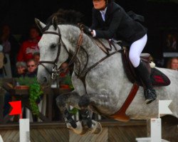 broodmare Comtesse Vt Ertsenhof Z (Zangersheide riding horse, 2007, from Calvaro Z)