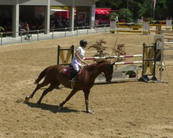 Reitturnier Bad Schussenried 2018