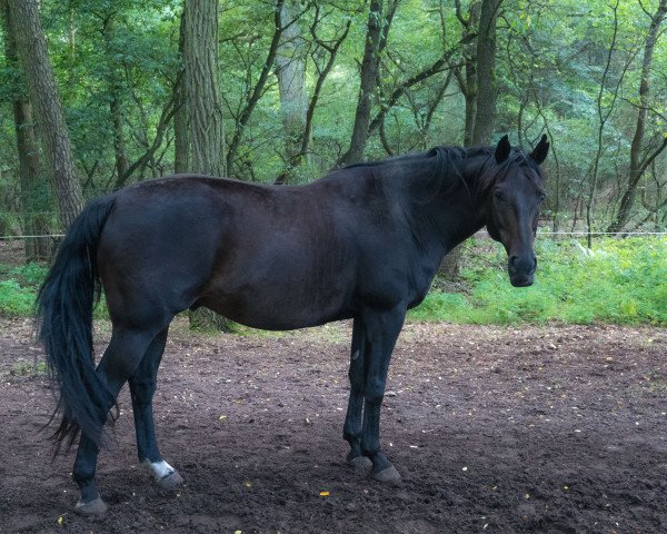 Pferd Enno (Quarter Horse, 2008)
