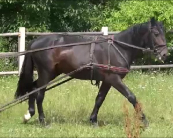 horse Ronaldo (Polish Heavy Draft,  )