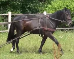 Pferd Ronaldo (Polnisches Kaltblut,  )