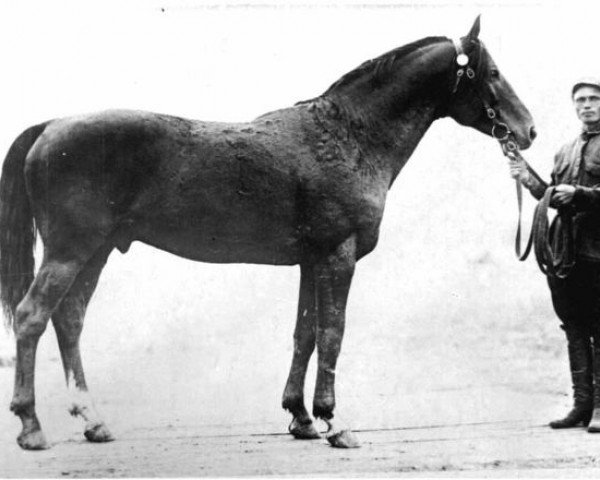 Deckhengst Bujan (Don-Pferd, 1916)