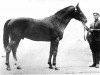 stallion Bujan (Don Horse, 1916)