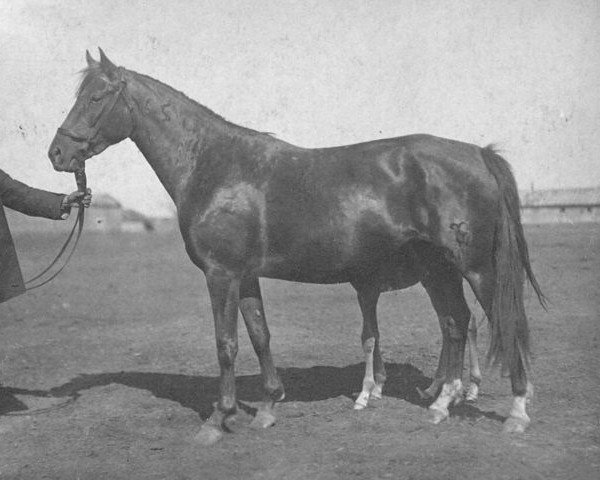 Zuchtstute Zhanna (Don-Pferd, 1927, von Bujan)