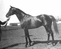 stallion Charles The Bold xx (Thoroughbred, 1924, from Teddy xx)