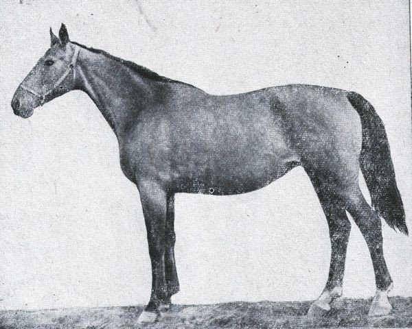 broodmare Tschesmenka (Budyonny, 1960, from Tschimkent)