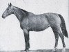 broodmare Tschesmenka (Budyonny, 1960, from Tschimkent)