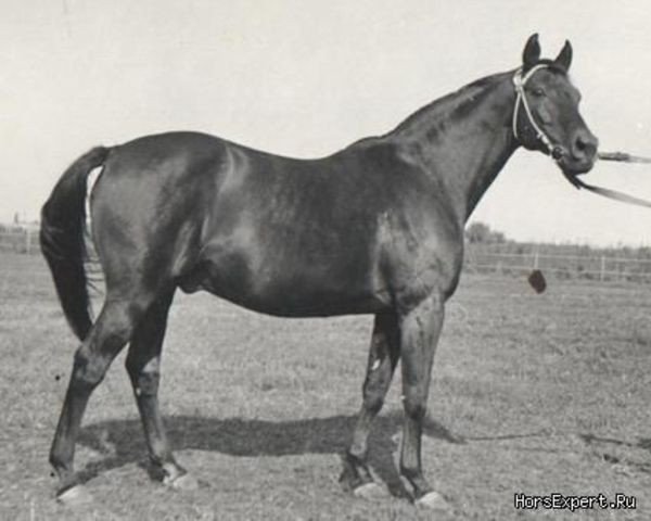 Deckhengst Naladtschuk (Budjonny, 1970, von Nabat xx 3028)