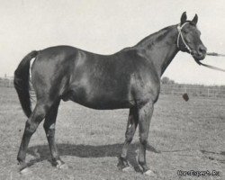 stallion Naladtschuk (Budyonny, 1970, from Nabat xx 3028)