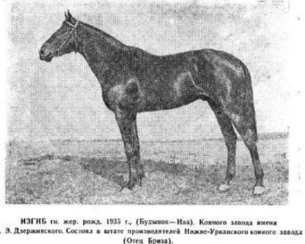 stallion Izgib xx (Thoroughbred, 1935, from Budynok xx)