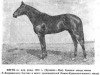 stallion Izgib xx (Thoroughbred, 1935, from Budynok xx)