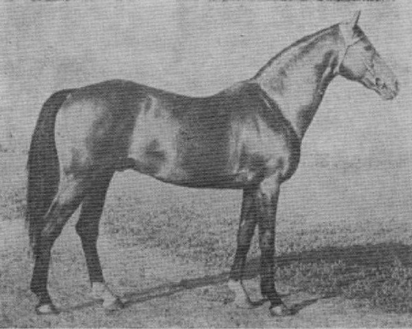 stallion Elbgraf xx (Thoroughbred, 1935, from Freibeuter xx)