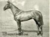 broodmare Moti Mahal xx (Thoroughbred, 1923, from The Tetrarch xx)