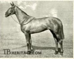 broodmare Moti Mahal xx (Thoroughbred, 1923, from The Tetrarch xx)