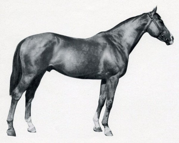 stallion Bims xx (Thoroughbred, 1947, from Bahrein xx)