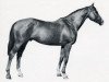 stallion Bims xx (Thoroughbred, 1947, from Bahrein xx)