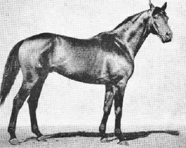 stallion Nabat xx 3028 (Thoroughbred, 1961, from Bims xx)