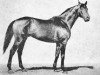 stallion Nabat xx 3028 (Thoroughbred, 1961, from Bims xx)